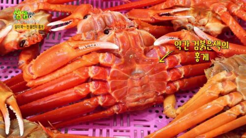 생생정보 택시맛객 울진 홍게