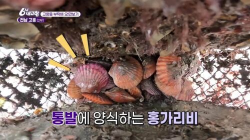 6시내고향 오만보기 고흥 홍가리비