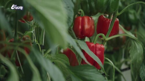 6시내고향 밀양 삼색파프리카