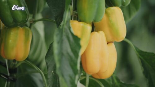 6시내고향 밀양 삼색파프리카