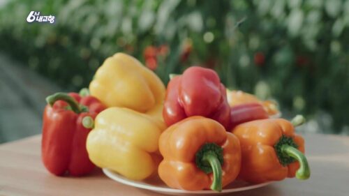 내고향스페셜 밀양 삼색파프리카