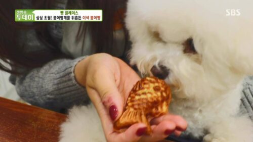 살맛나는오늘 이색붕어빵
