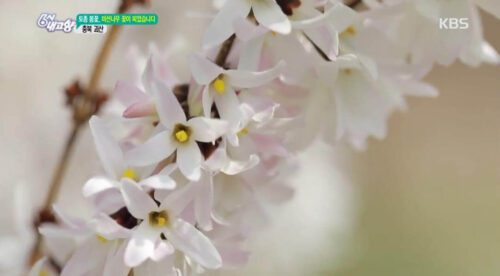 6시내고향 괴산 미선나무