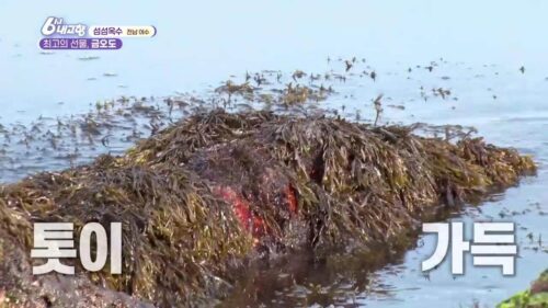 6시내고향 금오도 톳