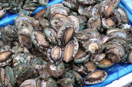 6시내고향 보길도 전복