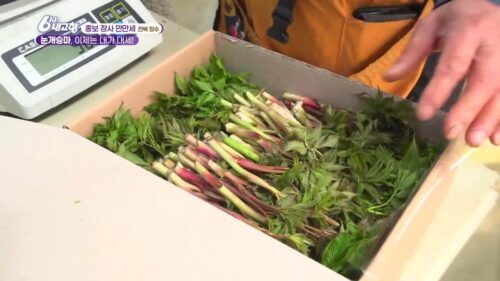 6시내고향 눈개승마