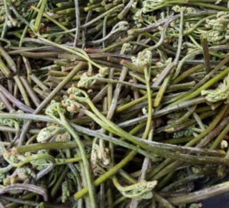 6시내고향 함양 고사리