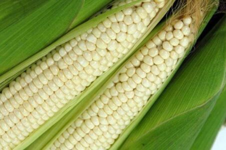 6시내고향 홍천 찰옥수수