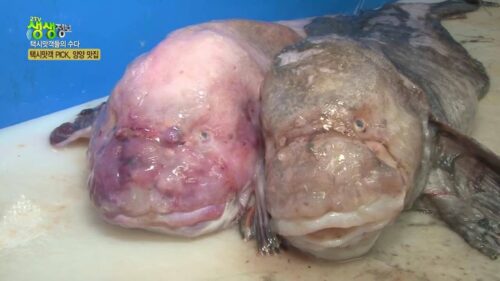 생활의 발견 택시맛객 곰치탕