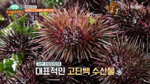 생생정보마당 성게한상