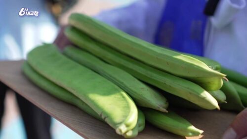 6시내고향 문경 작두콩