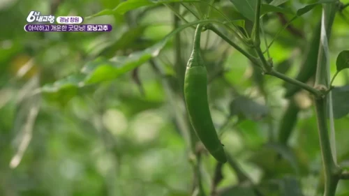 6시내고향 창원 모닝고추