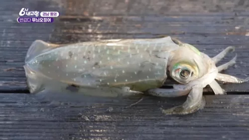 6시내고향 통영 무늬오징어 낚시배