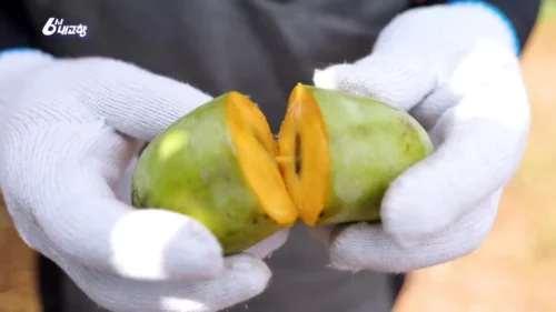 6시내고향 함평 포포 열매