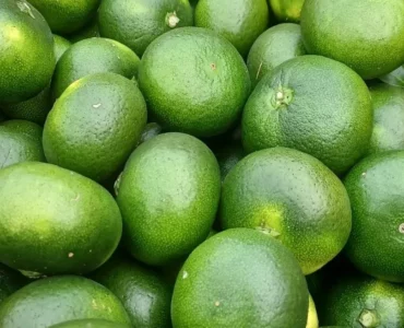 생생정보 풋귤부부