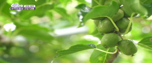 6시내고향 토종 다래