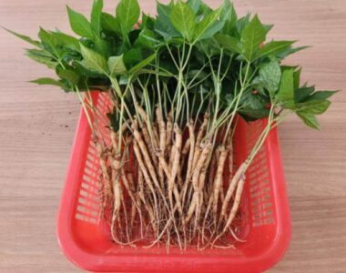 6시내고향 고령 새싹삼