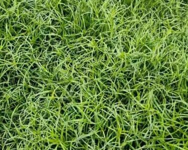 6시내고향 홍보장사 만만세 무안 세발나물