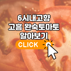 6시내고향 고흥 완숙토마토