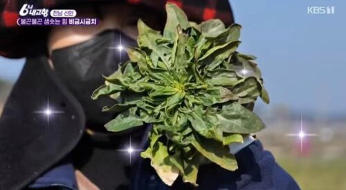 6시내고향 신안 섬초