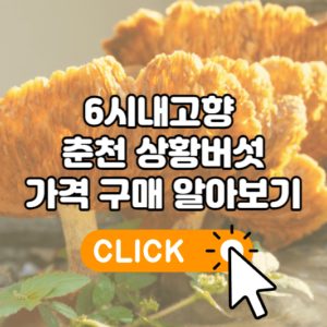 6시내고향 춘천 상황버섯