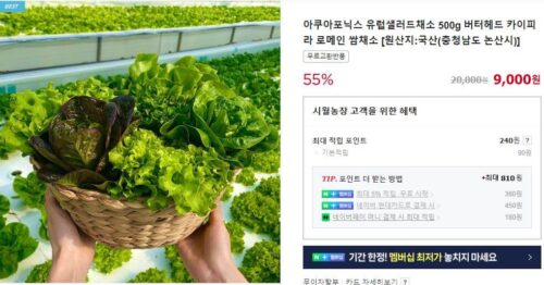 6시내고향 논산 유러피안 상추