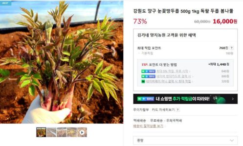 6시내고향 양구 눈꽃 땅두릅 주문