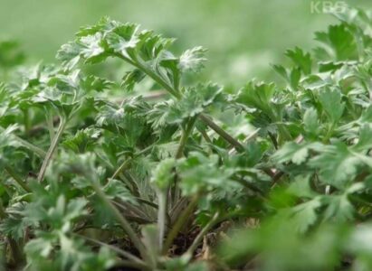 6시내고향 홍보장사 함평 쑥