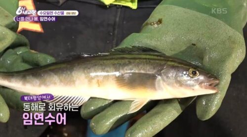 6시내고향 강릉 임연수어