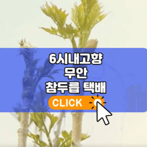 6시내고향 무안 두릅