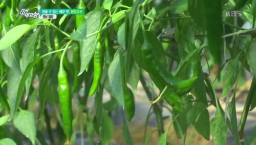 6시내고향 밀양 청양고추