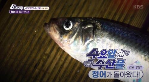 6시내고향 양양 청어