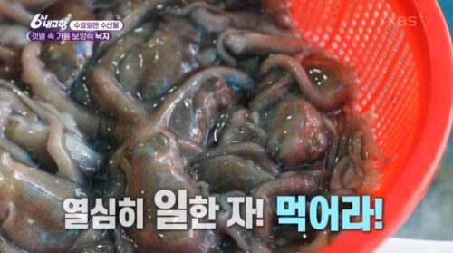 6시내고향 출장 내고향요리사 무안 낙지
