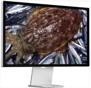 6시내고향 누리집 군산수산물종합센터 갑오징어