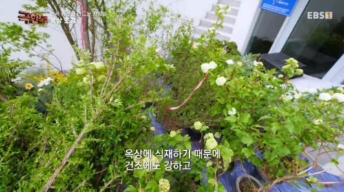 극한직업 옥상조경