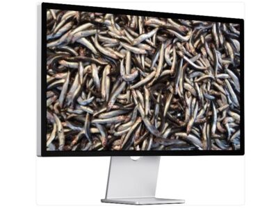 생방송투데이 김피티 남해 미조항 멸치