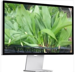 생생정보 나나랜드 나물산에 사는 부부