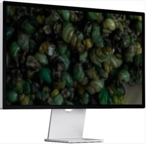 6시내고향 누리집 진안고원시장 다슬기