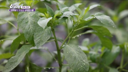 6시내고향 누리집 진안 고춧잎
