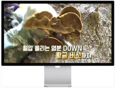 천기누설 황금버섯 은사시 상황버섯