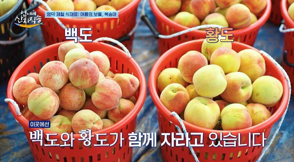 언니네 산지직송 영덕 복숭아 