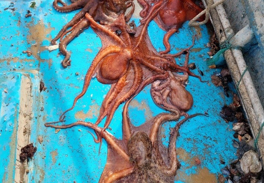 굿모닝대한민국 미식투어 포항 문어식당 문어한상 포항 문어