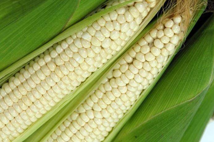 6시내고향 홍천 찰옥수수