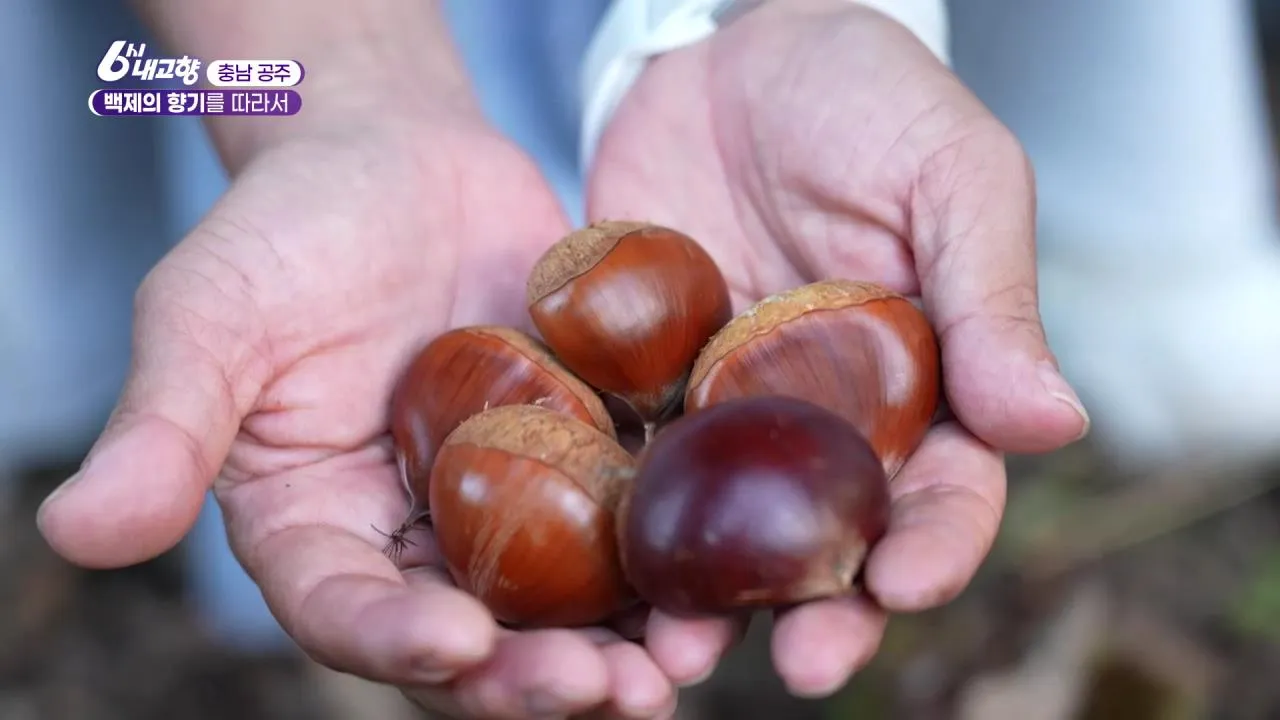 6시내고향 공주 알밤