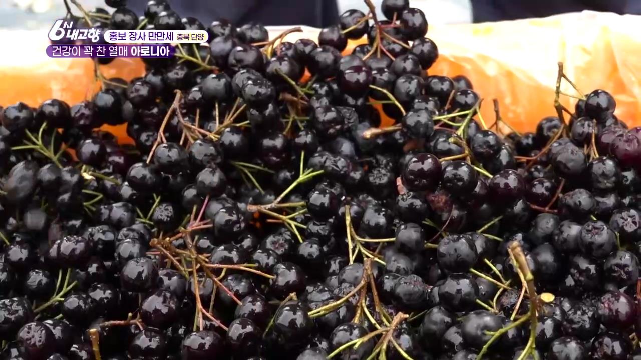 6시내고향 단양 아로니아