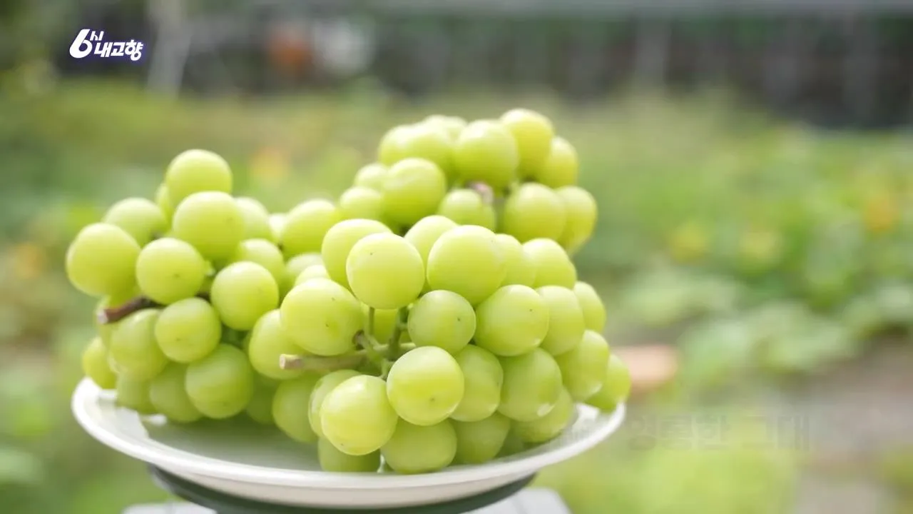 6시내고향 부여 샤인머스캣