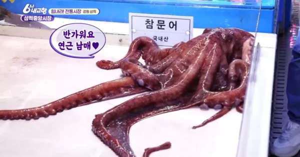 6시내고향 창원 모닝고추 아삭하고 개운한 굿모닝 4 6시내고향 삼척중앙시장 문어