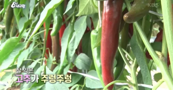 6시내고향 영양 고추장 주문 영양만점 고추 식단 4 6시내고향 영양 고추
