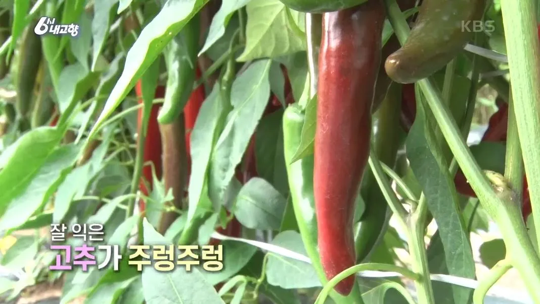 6시내고향 영양 고추
