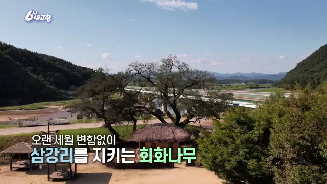 6시내고향 예천 회화나무